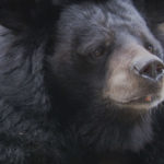 Close up de oso negro asitico