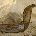 Cobra egipcia