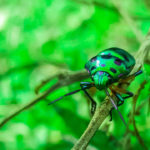 Escarabajo verde. ©Pixabay