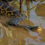 Anaconda amarilla ©Bill Markham
