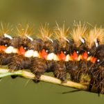 Caterpillar en ramita ©Steve Nicholls