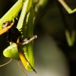 Mantis Hormiga ©Pablo Pez