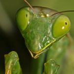 Mantis de cerca Hormiga ©Pablo Pez