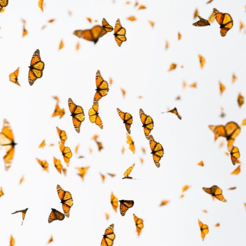 Mariposas monarca