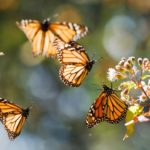 Mariposas monarca ©Steve Nicholls