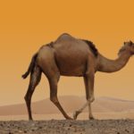 Camello en e desierto de Dubail ©Shutterstock