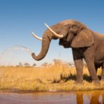 Elefante africano con cuernos de marfil ©Shutterstock