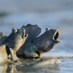 Intertidal mudskippers ©Shutterstock