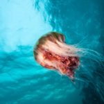 Jellyfish gigante en Columbia Británica ©Shutterstock