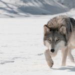 Lobo gris del ártico ©Shutterstock