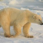 Oso polar en el ártico buscando comida ©Shutterstock