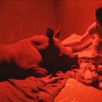 Rinoceronte durmiendo