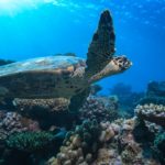 Tortuga marina maldiva flotando sobre los arrecifes de coral ©Shutterstock