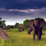 Elefantes con nubes ©Talking Pictures