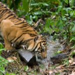 Tigre bebiendo agua ©E Buxton