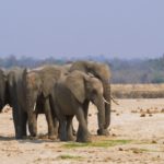 Grupo de elefantes en valle africano