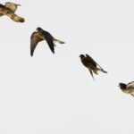 Planeta Natural aves volando