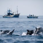 Planeta Natural delfines y barcos