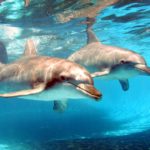 Delfines de Zoológico Azul