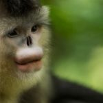 Mono de nariz chata 2 Shangri-La