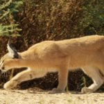 Acecho caracal, gato es un especialista en caza. ©All media, WW, in perpetuity for TMFS