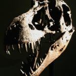 Cráneo de Tyrannosaurus Rex. ©Ivo Filatsch, All media, WW, in perpetuity for TMFS