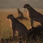 La hembra de guepardo vive sola o en compañía de su descendencia. ©All media, WW, in perpetuity for TMFS