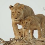 La manada de leones asegura el cuidado y la protección de sus cachorros. ©All media, WW, in perpetuity for TMFS