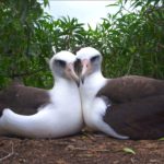 Laysan Albatross pareja de dos hembras. ©Ann Johnson Prum - All media, WW, in perpetuity for TMFS