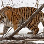 Los tigres son los gatos más grandes del mundo. ©All media, WW, in perpetuity for TMFS