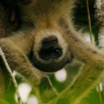 Mono araña lanudo en peligro de extinción. ©All media, WW, in perpetuity for TMFS