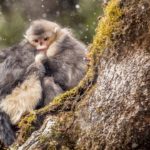 Monos de nariz chata atrapados en la nieve. ©Jacky Poon - All media, WW, in perpetuity for TMFS