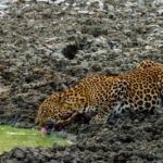 Vida extrema jaguar