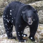 Vida extrema oso