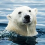 Vida extrema oso polar