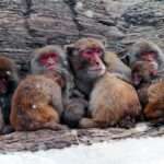 Monos en el invierno. ©LIC CHINA