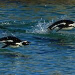 Pinguinos nadando
