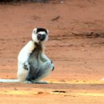 Animales Maravillosos - Lemur suelo árido