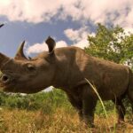 Animales Maravillosos - Rinoceronte de perfil
