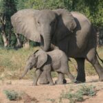 Safari épico elefantes
