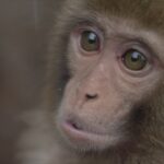 El mono ciego 6 ©CROP TV LIC CHINA