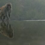 El mono ciego 9 ©CROP TV LIC CHINA