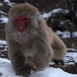 Mono corriendo ©LIC CHINA