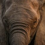 Closeup Elefante