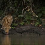 Leopardo bebiendo agua