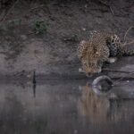 Leopardo femenino