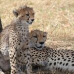 Cheetah descansando