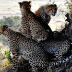 Familia Cheetah