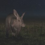 Una noche en la tierra - Animal Noche