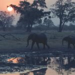 Una noche en la tierra - Elefantes amanecer